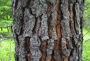 松の樹皮