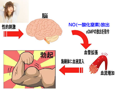 勃起の仕組み